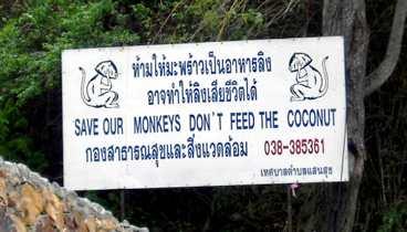 Eftersom aporna kan bli rädda bör man inte mata kokosnötterna här i Chonburi, Thailand. Eller så bör man rädda aporna genom att inte mata nötterna. Vem vet? Roger Liljestrand från Uppsala, som plåtade skylten, visste i alla fall inte att man kan mata kokosnötter.