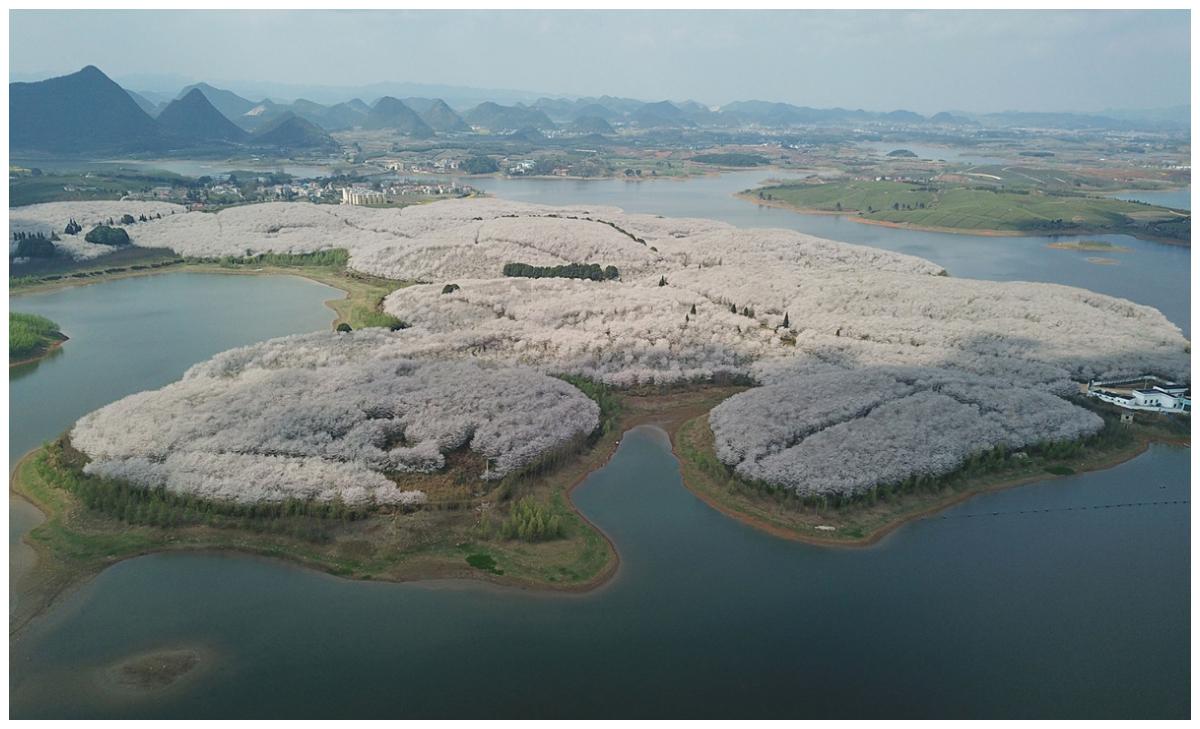 Körbärsblomning i Gui i Kina.