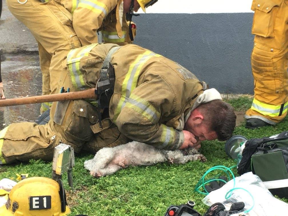 Hunden fick tillbaka livet tack vare brandmannen Andrew Kleins räddning.