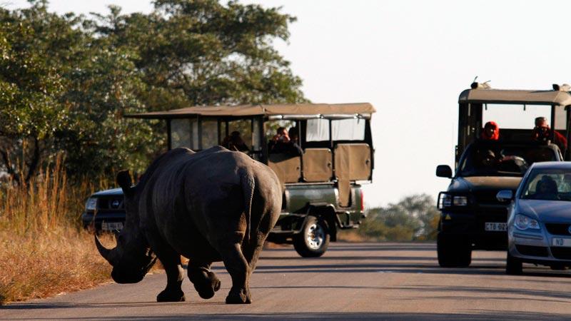En noshörning traskar (lätt uttråkad?) framför tutristernas kameror i Krugerparken.
