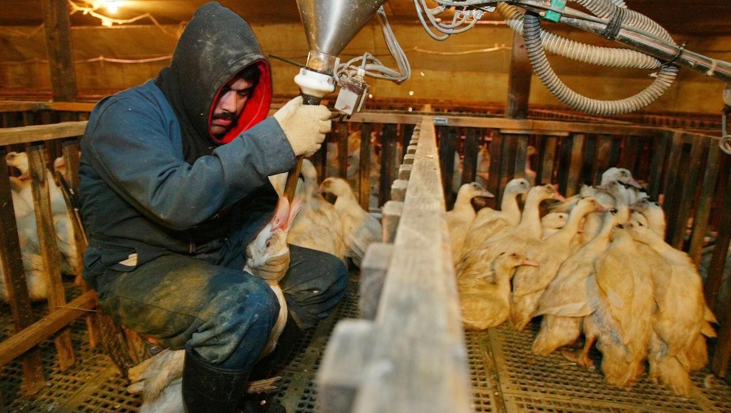 Det finns ingen etisk eller ekologiskt producerad gåslever, därför bör Sverige totalförbjuda det och så kallad foie gras, anklever, skriver debattören. Bilden är från en ankleverfarm i Kalifornien 2003 och visar hur ankor tvångsmatas. 
