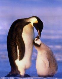 Enligt Greenpeace innebär klimatförändringarna att pingvinungarna kan drunkna när snön tinar.