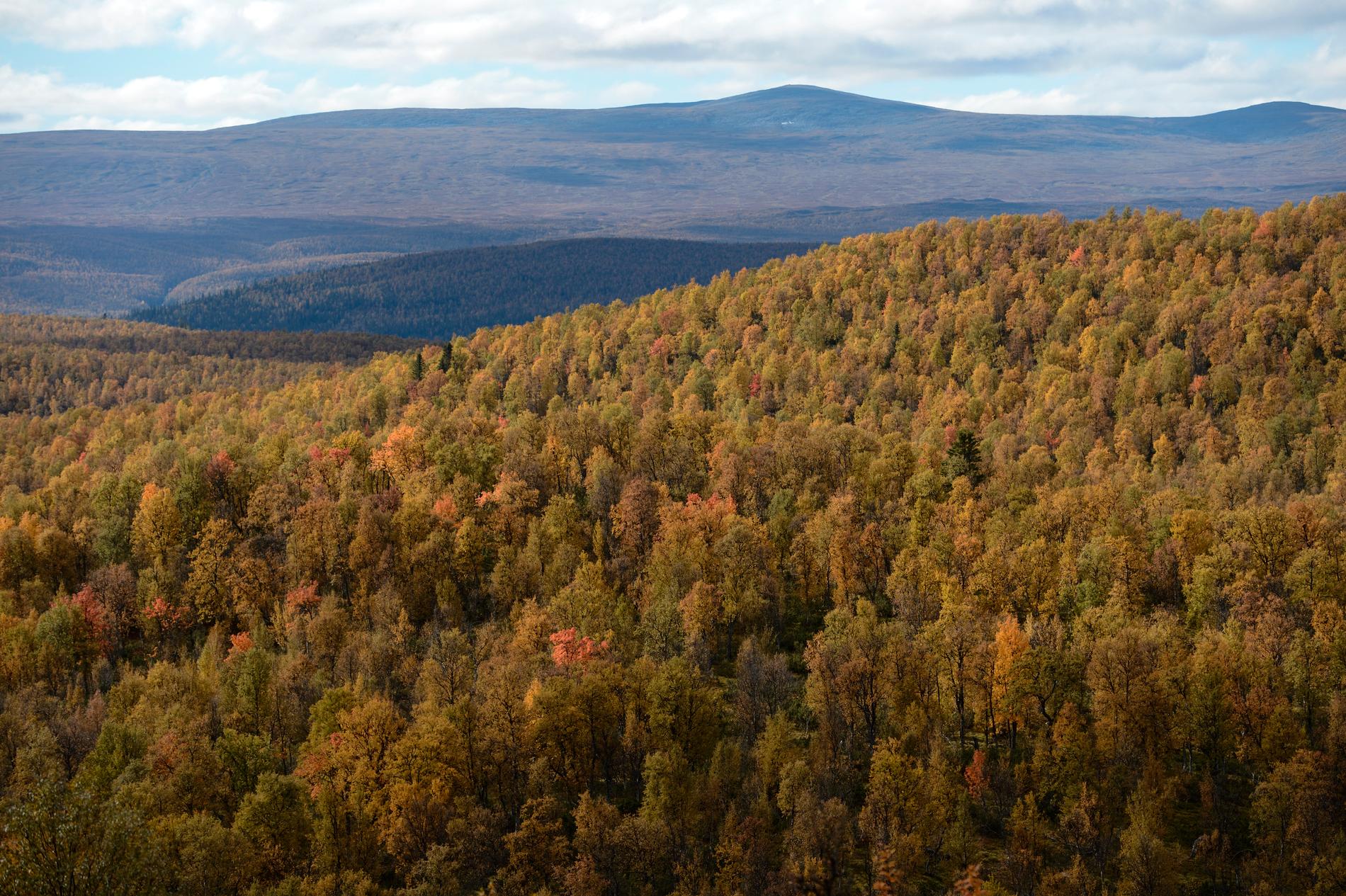 Vindelfjällen naturreservat har en yta på 550 000 hektar och är Sveriges största naturreservat. Arkivbild.