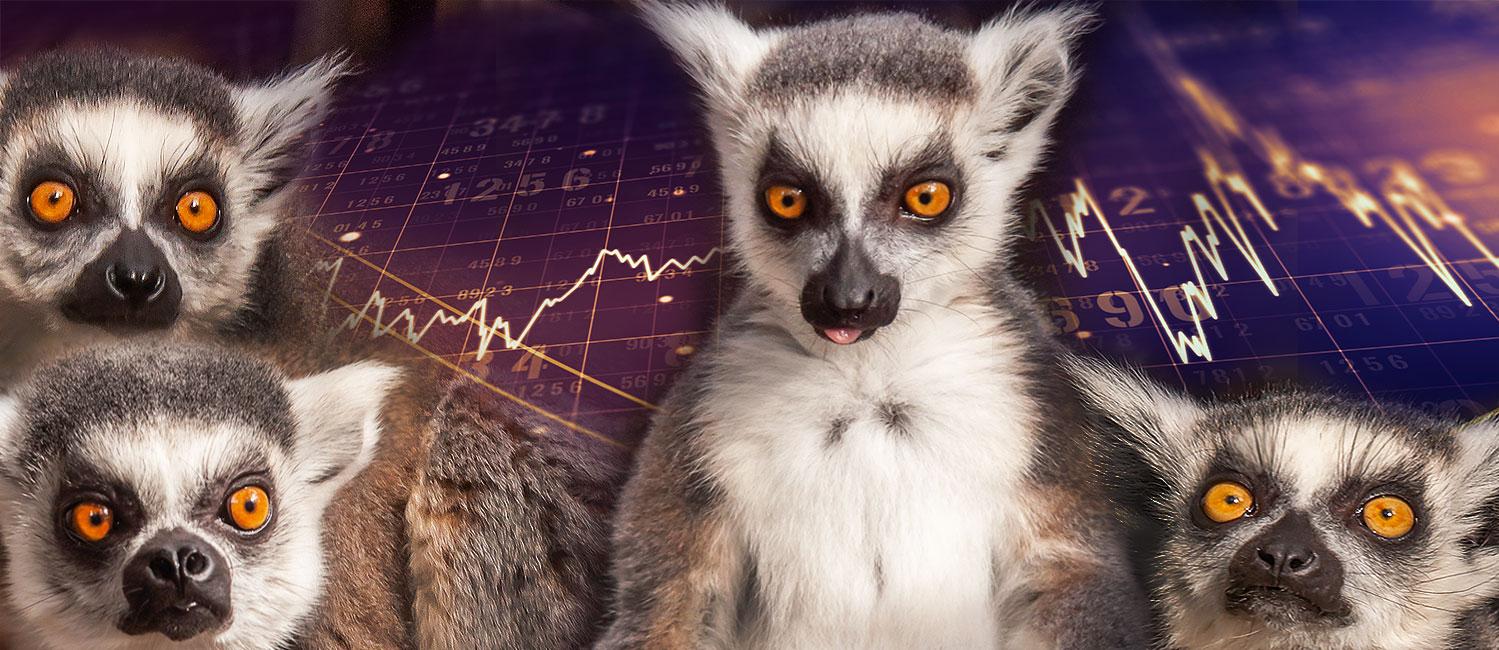 Är du bättre på aktier än Skansens lemurer? 