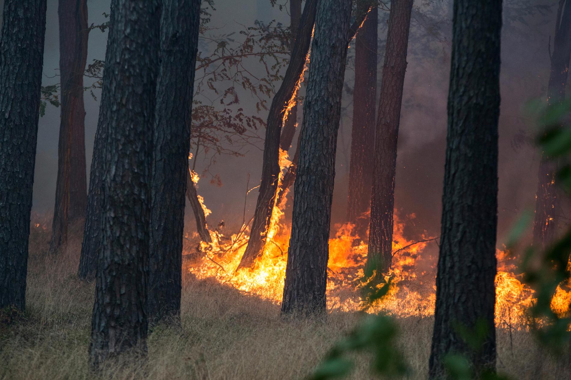I framtiden kan kanske gigantiska brandfiltar skydda hus vid exempelvis skogsbränder. Arkivbild.