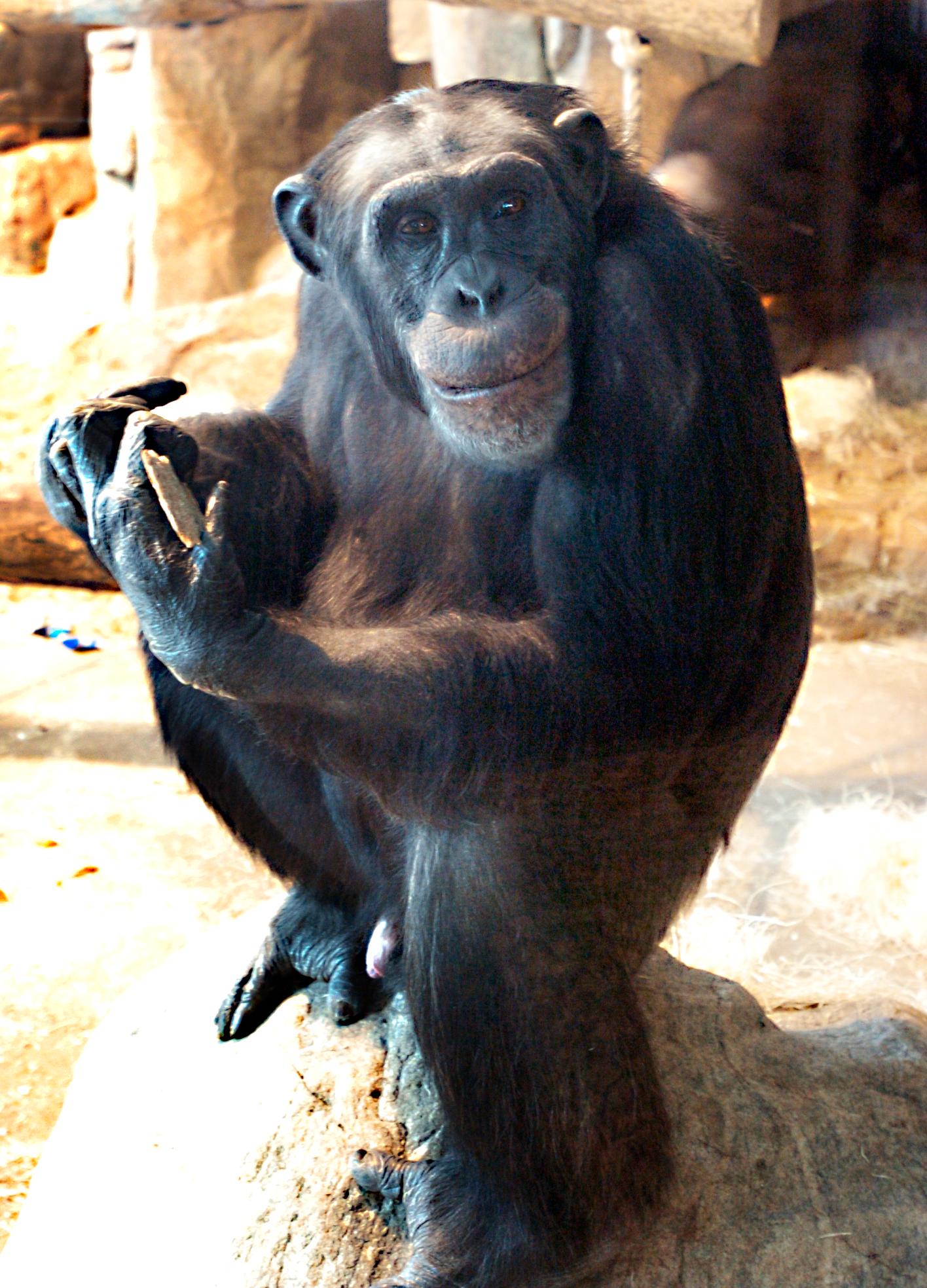 Santino, fotograferad 2009, är en av dem som ligger på golvet i schimpanshuset och kan vara död.