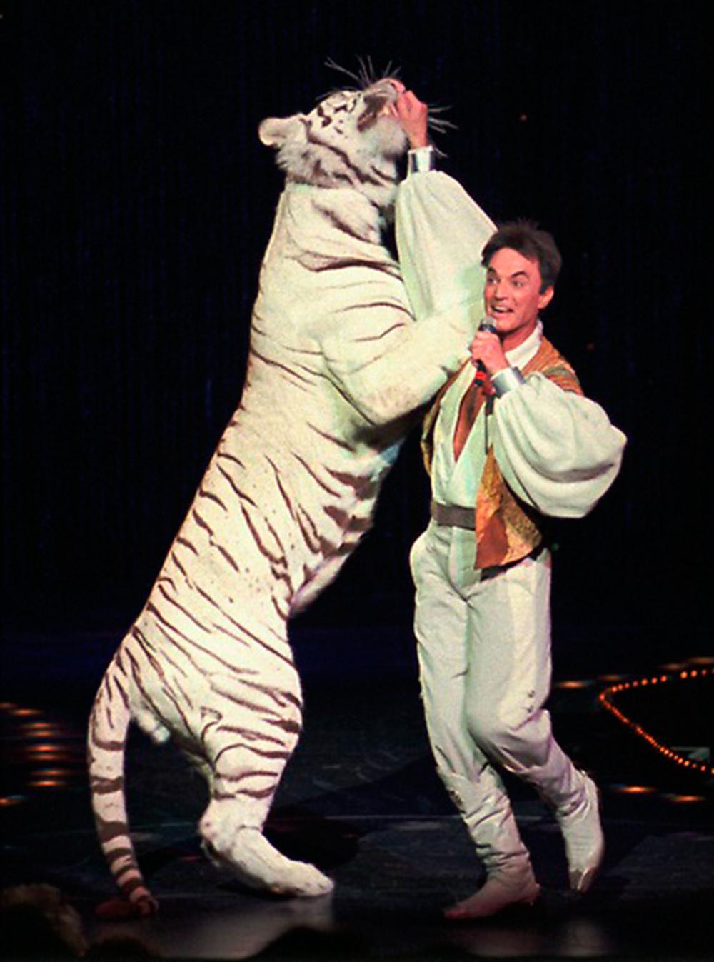 Roy Horn uppträdde i Las Vegas med sina vita tigrar.
