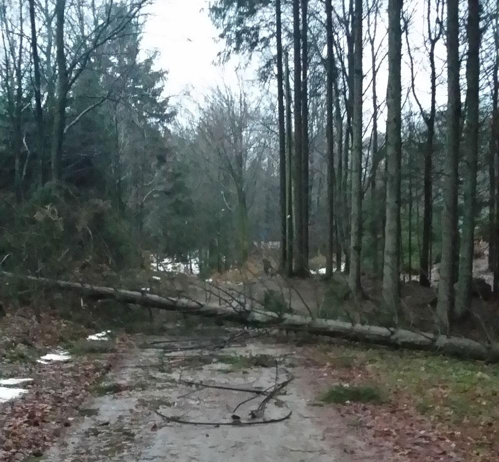 Gisela i Karlarp i Höör kommun kommer ingenstans på grund av träd som fallit över vägen.