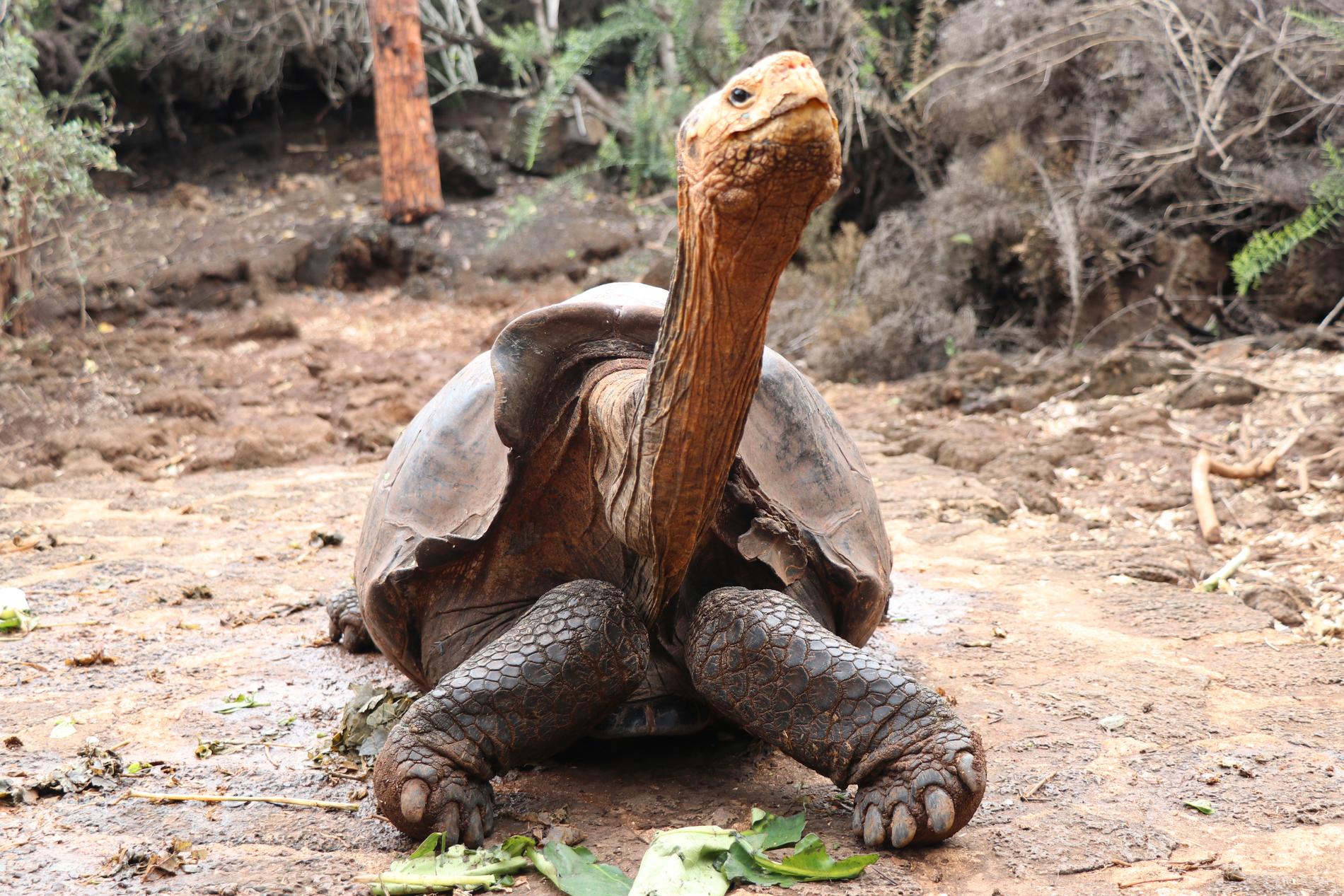 Jättesköldpaddan Diego på ön Santa Cruz, där han under flera decennier deltog i ett avelsprogram för att rädda sin art från utrotning. Bilden är från i januari.