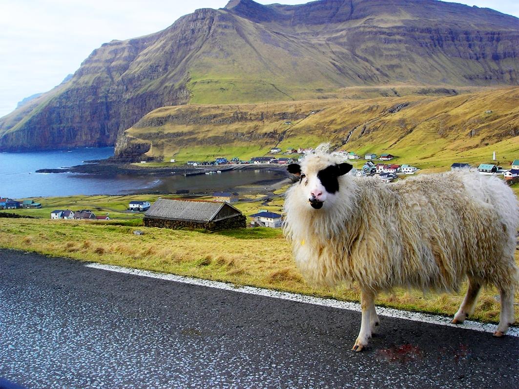 Vi är bäääst! Och faktum är att fåren är fler än färingarna på Färöarna.