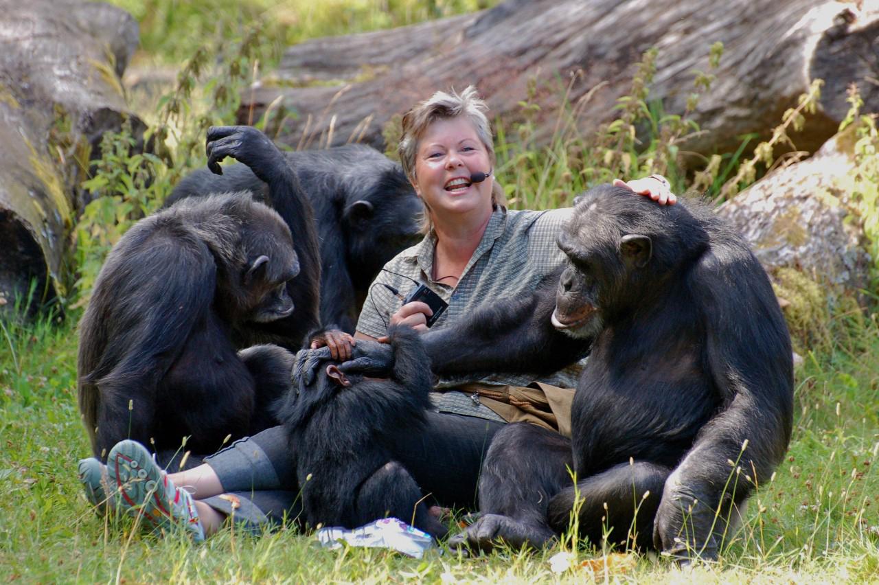 Ing-Marie Persson var primatansvarig i djurparken i 30 år, fram till 2013.