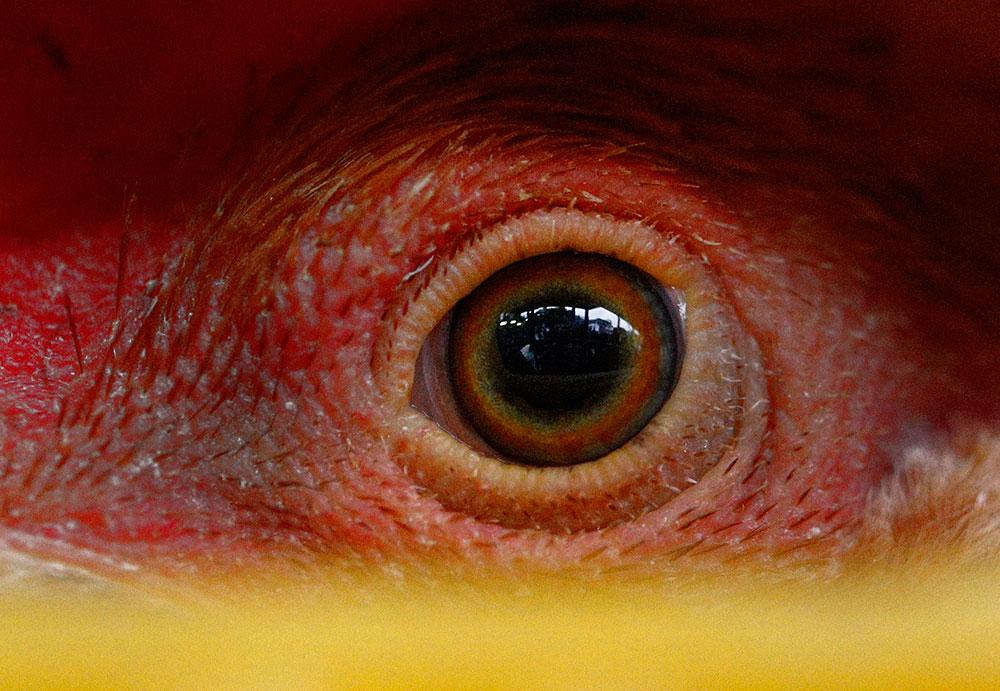 En kyckling väntar på att undersökas i samband med ett utbrott av fågelinfluensa i Taiwan 2013.