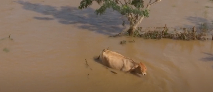 Från Kuba rapporteras omfattande materiella skador och översvämningar i att orkanen Idas spår. Här syns en ko på vift i de leriga vattenmassorna.