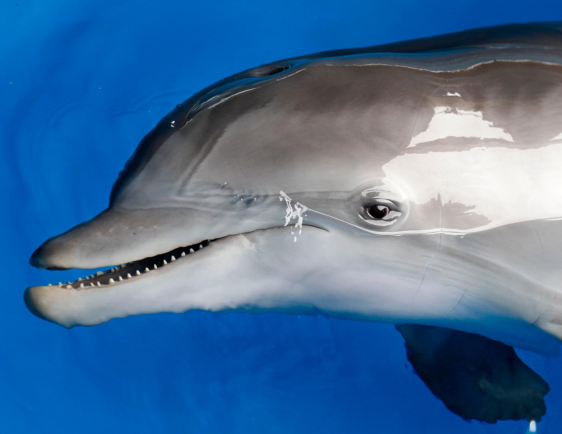 Nej, inga delfiner har synts till i Venedigs kanaler. Och definitivt inte den här delfinen som lever i ett akvarium i USA. Arkivbild.
