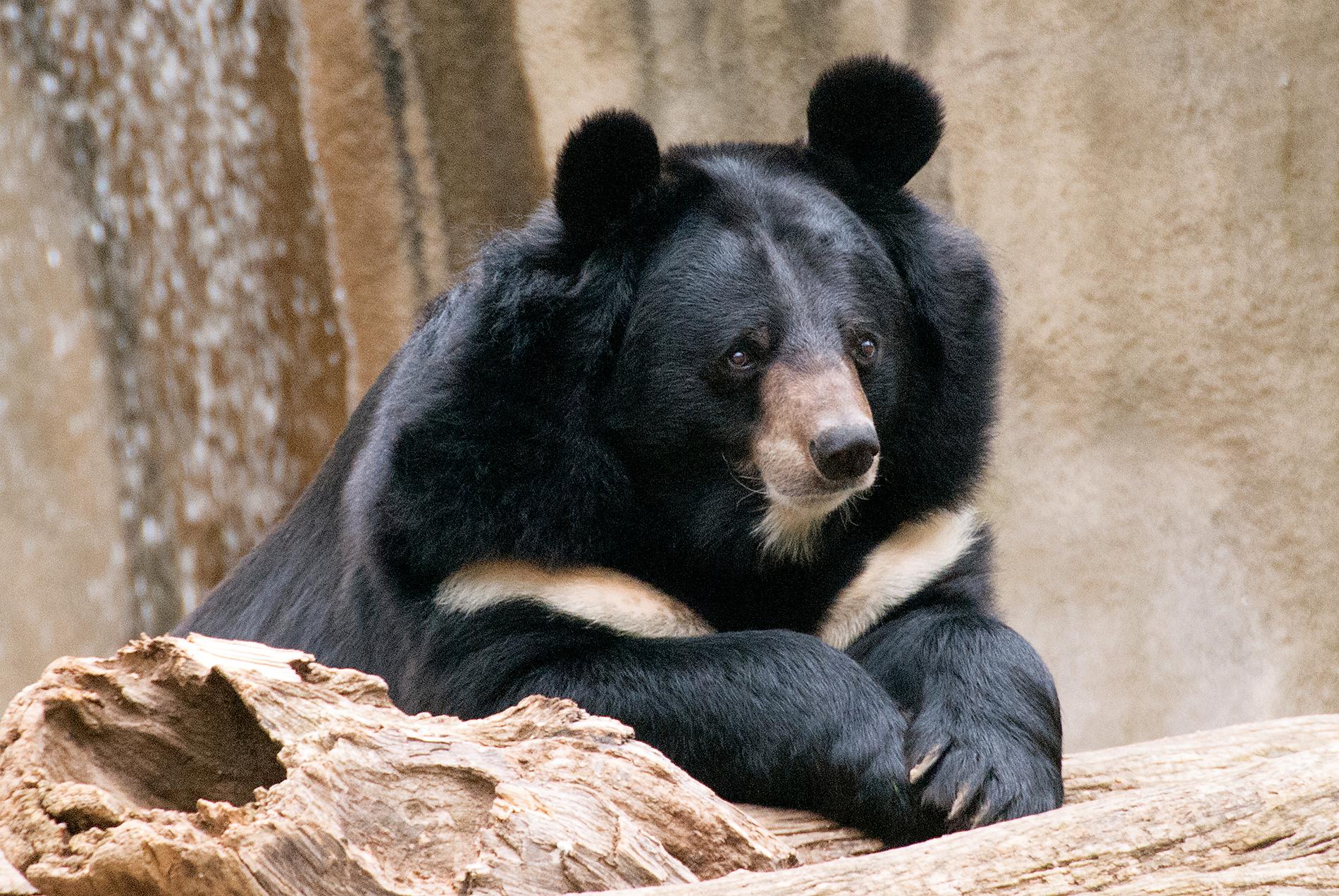 En man i Japan dödades av en kragbjörn som hölls i bur hus en privatperson. Björnen på bilden är en annan kragbjörn.