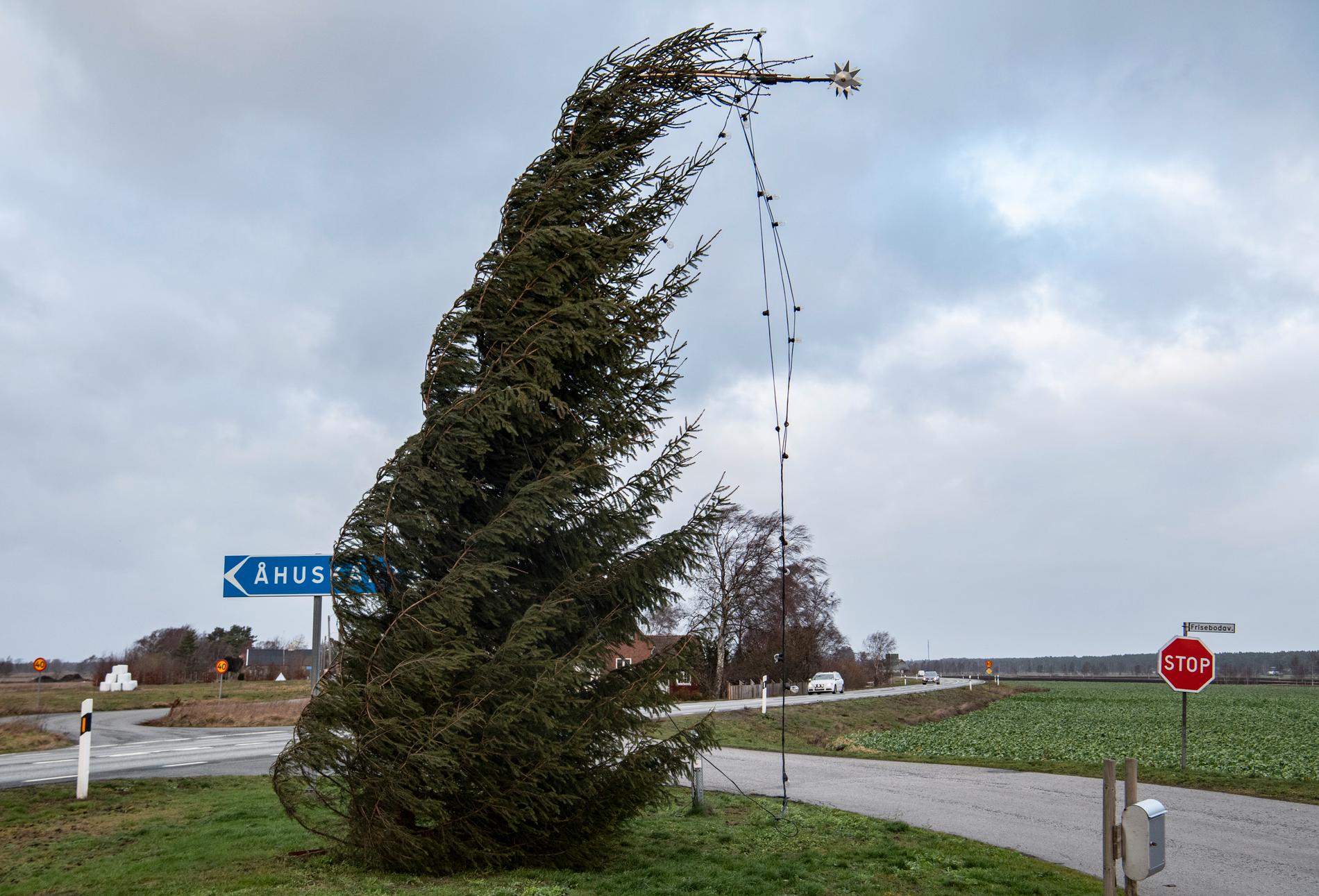 En julgran med stukad topp kämpar i de hårda vindarna vid Åhuskärr mellan Åhus och Maglehem på nyårsdagen.