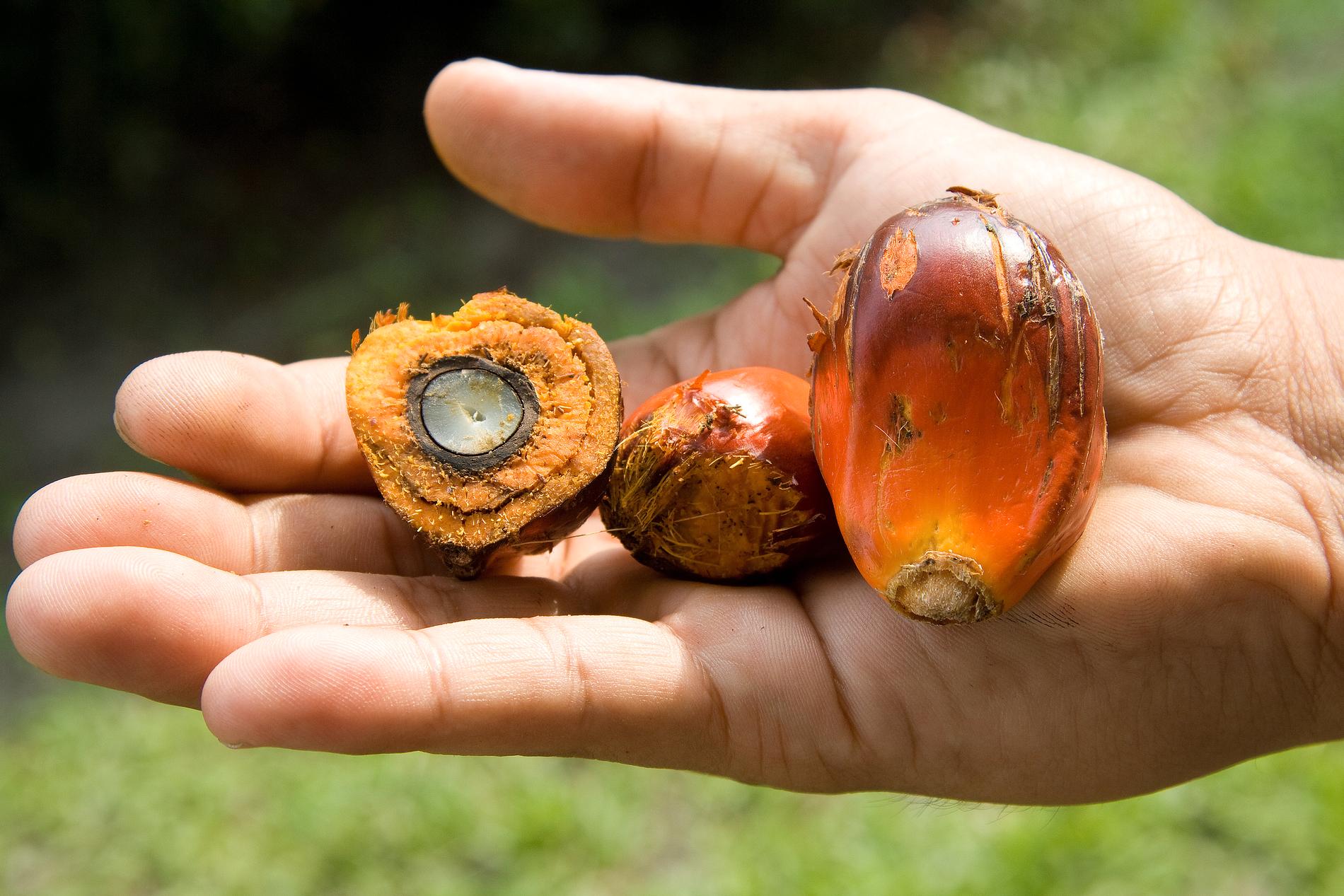Oljepalmens frukter som palmoljan utvinns från. Arkivbild.
