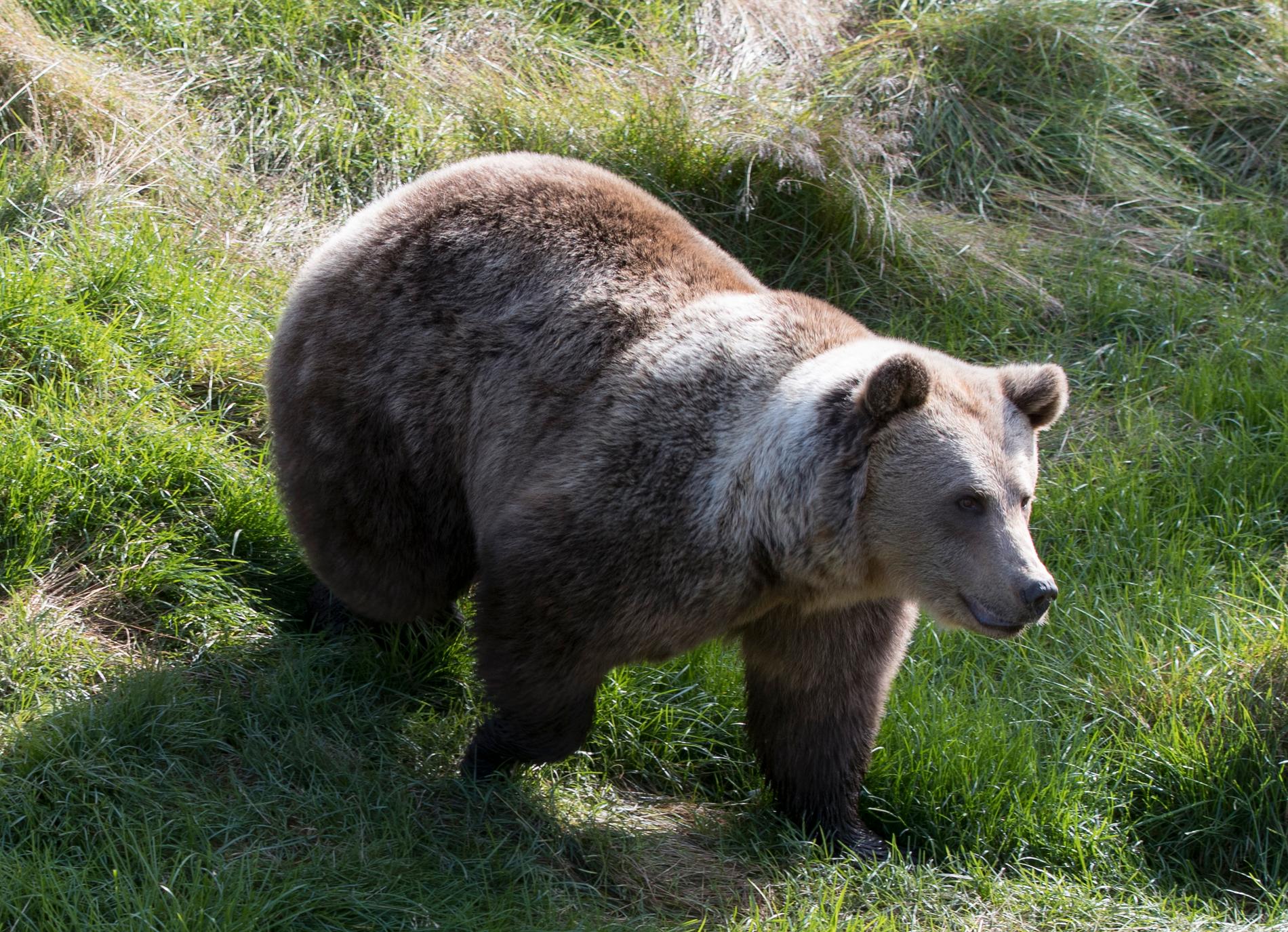 Under årets björnjakt i Västerbottens län får 21 björnar fällas. Arkivbild.