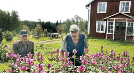 Bröderna Erik och Sigvard Gustafsson har alltid bott på gården i småländska Hågeryd, i 89 respektive 83 år.