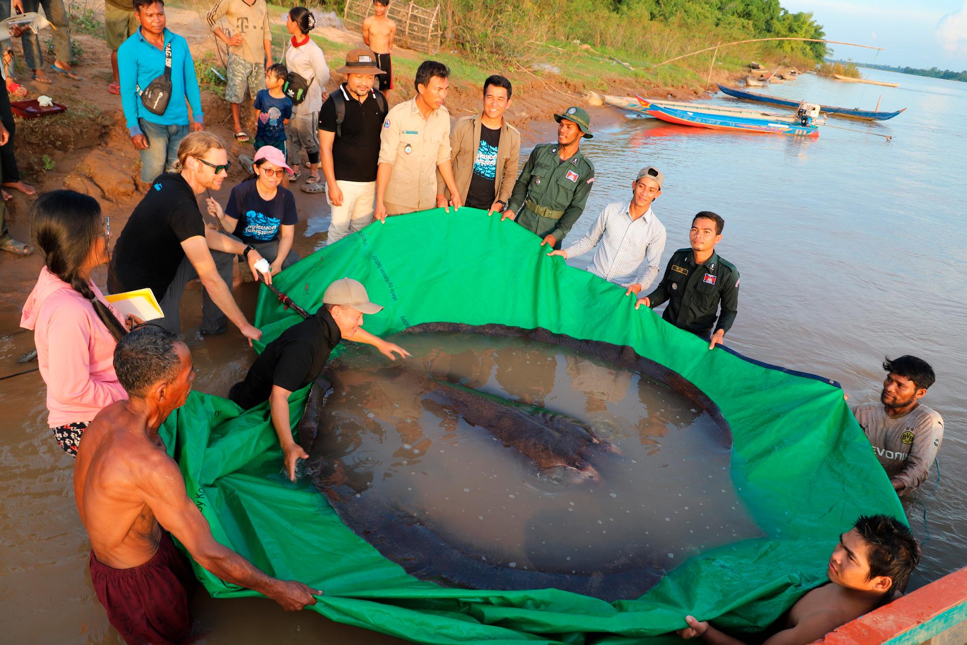 Kambodjanska och amerikanska forskare släpper tillbaka den 300 kilo tunga rockan i vattnet.