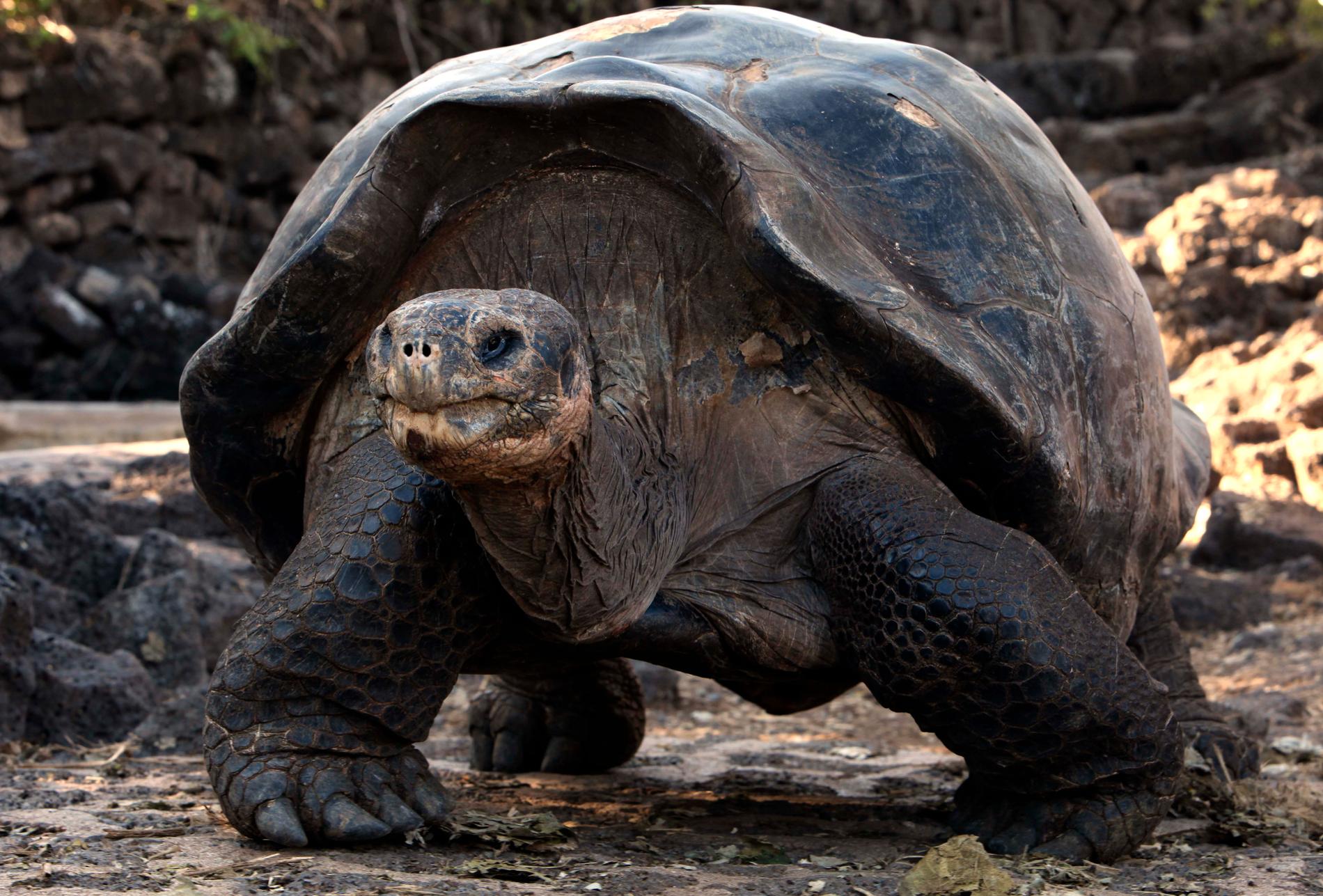 Djuren på Galápagosöarna, som till exempel jättesköldpaddorna, slipper fyrverkerier framöver. Arkivbild från 2009.