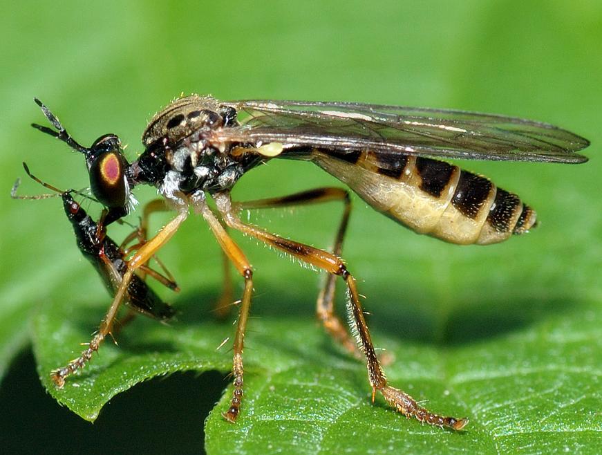 Ett allmänt näbbstinkfly – icke att förväxla med en mygga.