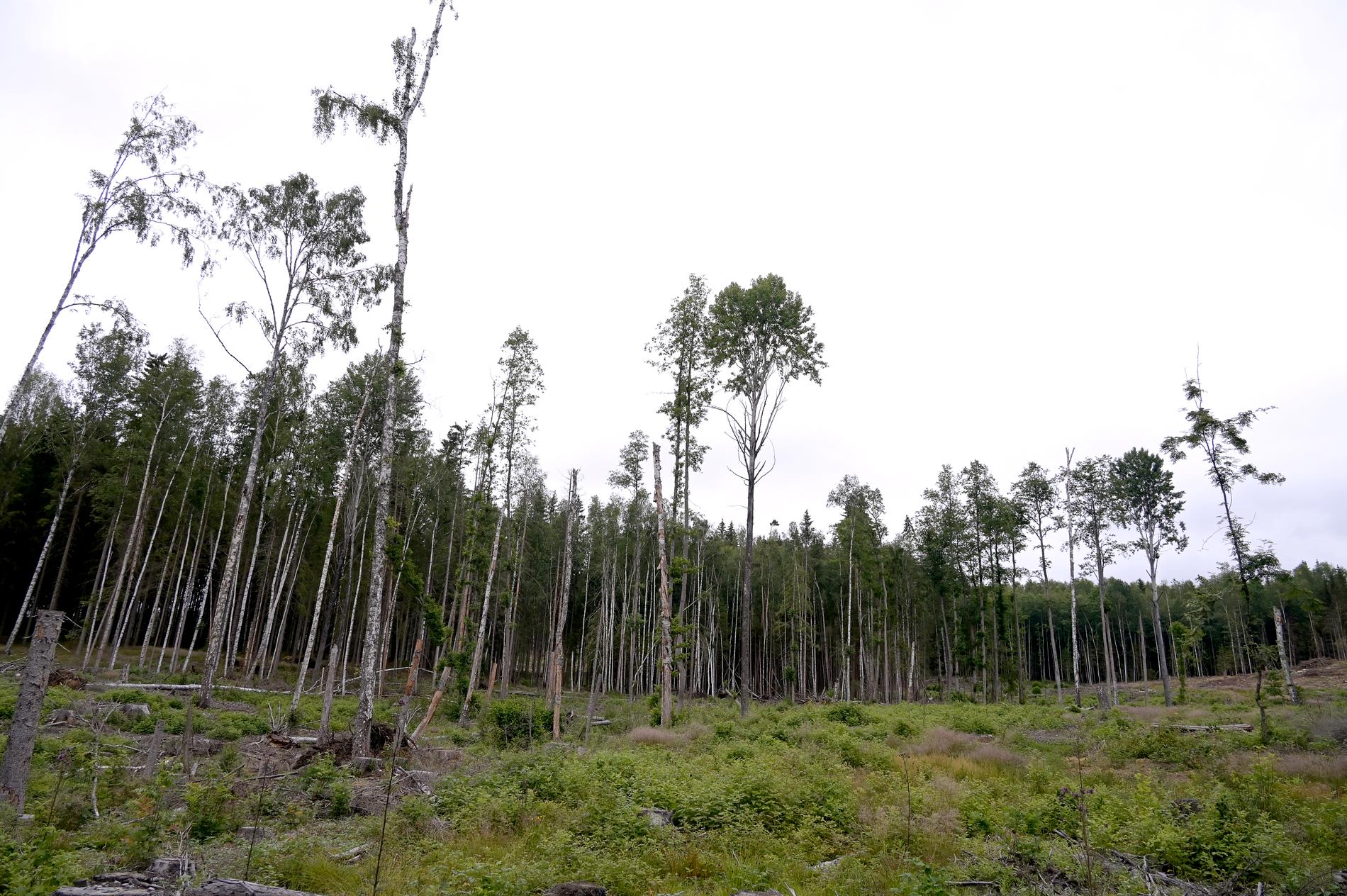 Naturvårdsverket och Skogsstyrelsen vill se en ökning av det hyggesfria skogsbruket. Arkivbild.
