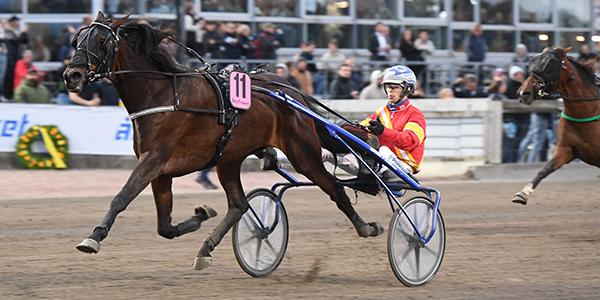 Great Skills blir en av de svenska hästarna som ska tävla i Frankrike under vintern. 