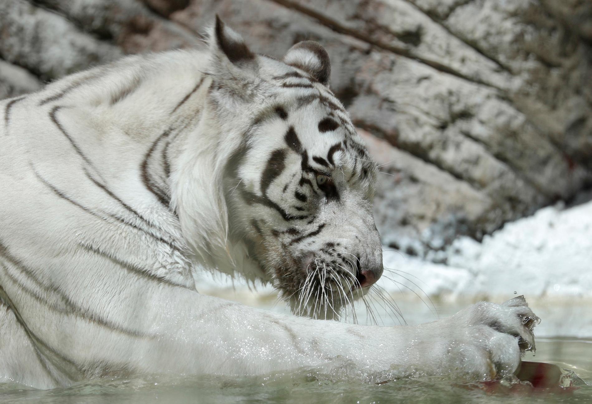 Vita tigrar är ovanliga, men just därför populära på djurparker världen över. Arkivbild från Italien.