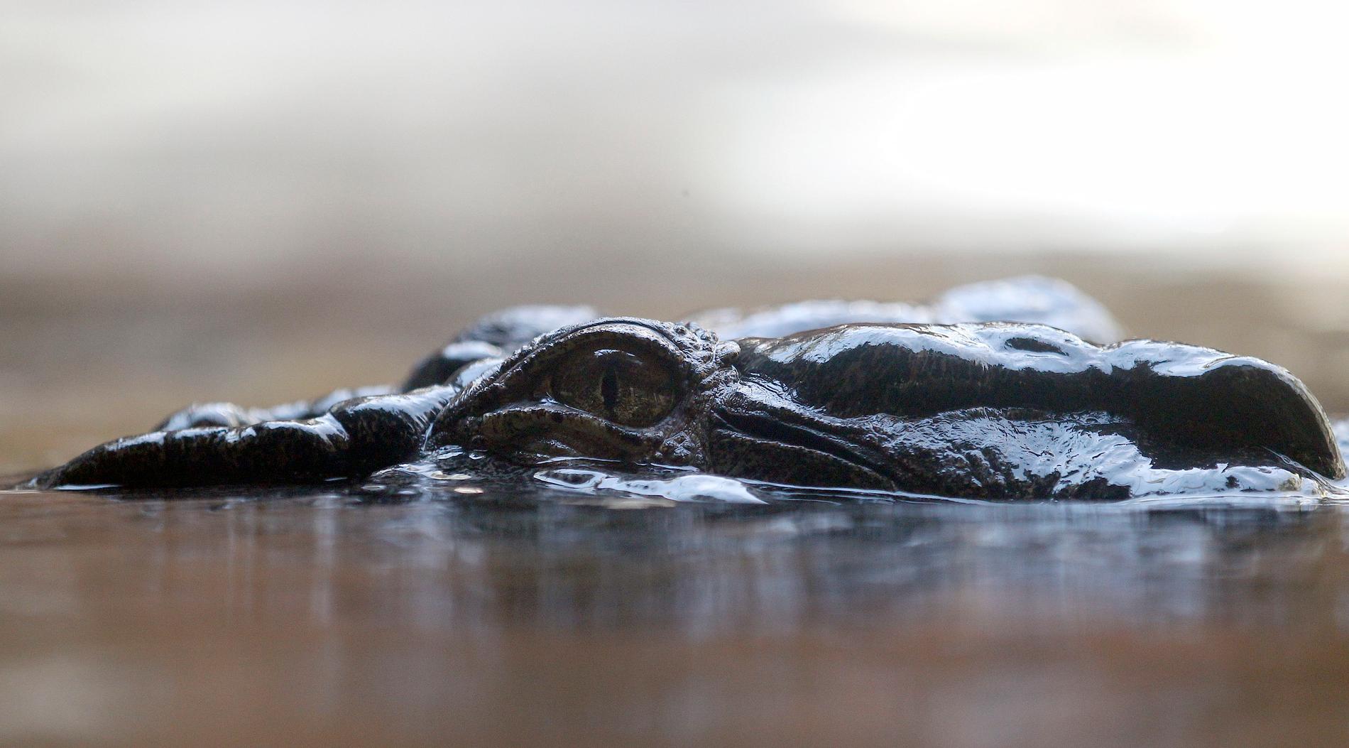 En krokodil som ligger på span. Arkivbild.