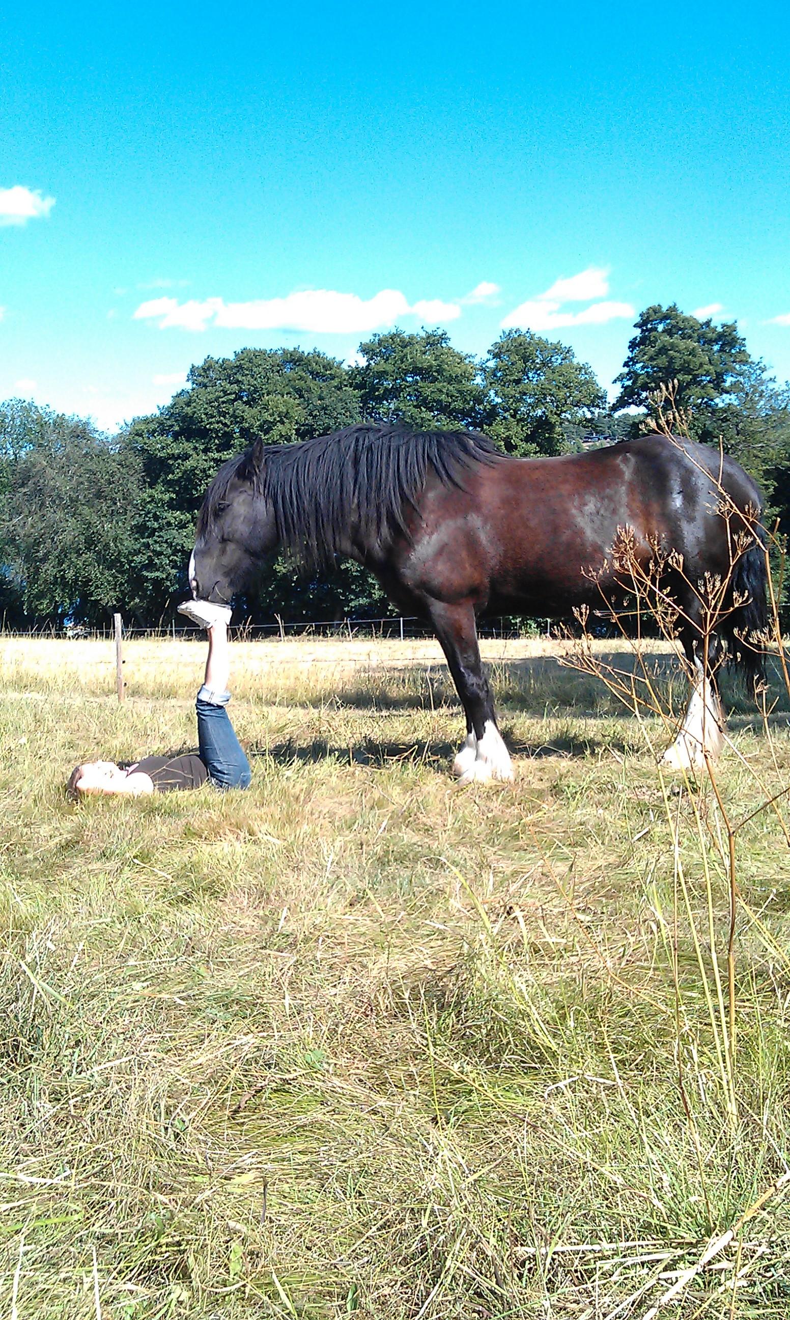 För varmt för gymmet så min shirehäst Fiona hjälper mig att träna benen i dag.