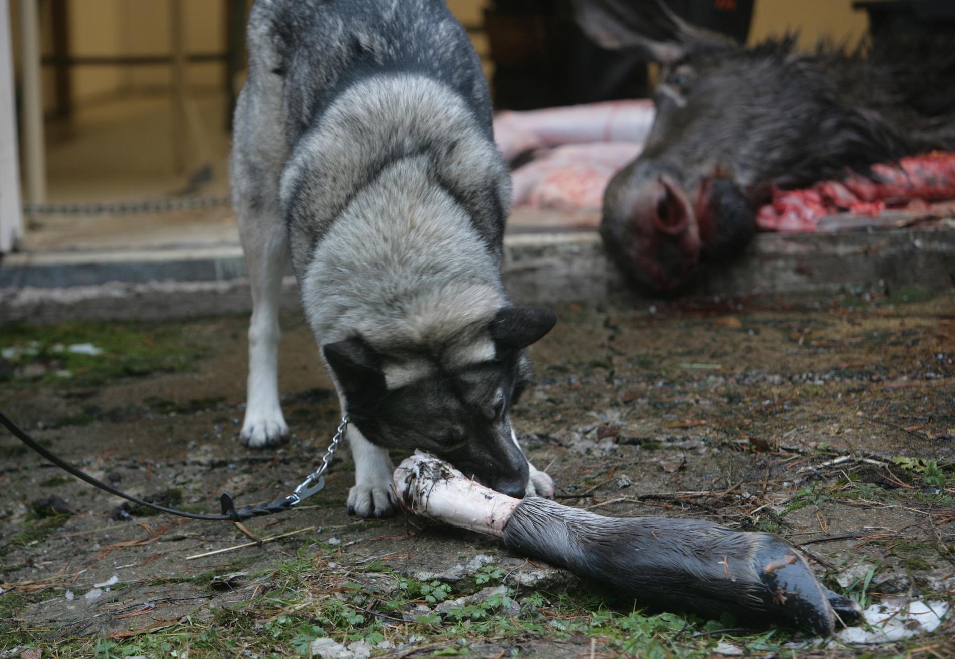 En jämthund misstogs för att vara en räv och sköt ihjäl. Hunden på bilden har inget med texten att göra. Arkivbild.