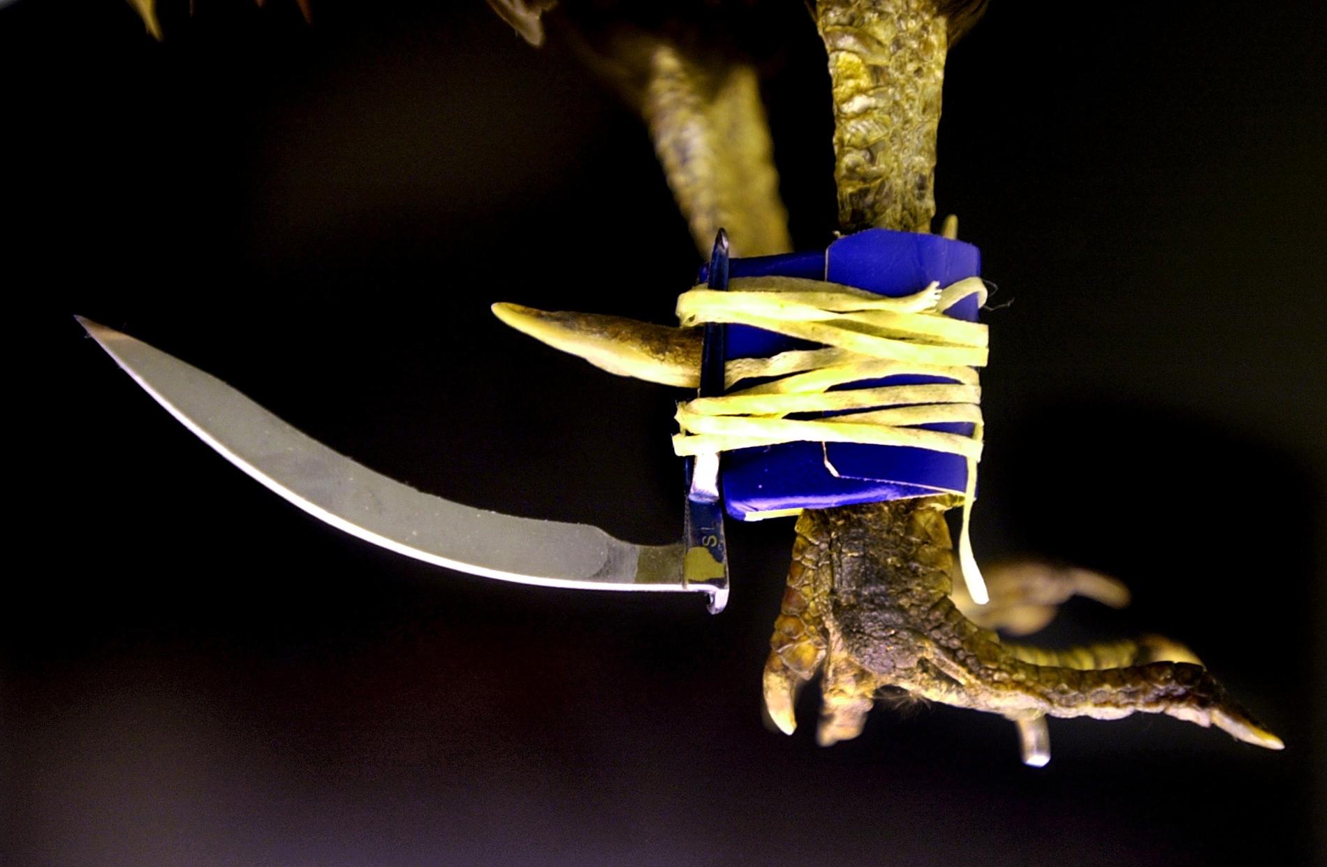 En knivliknande sporre fästs vid tuppens ben för att den ska kunna skära sin motståndare i en tuppfäktning. Arkivbild.