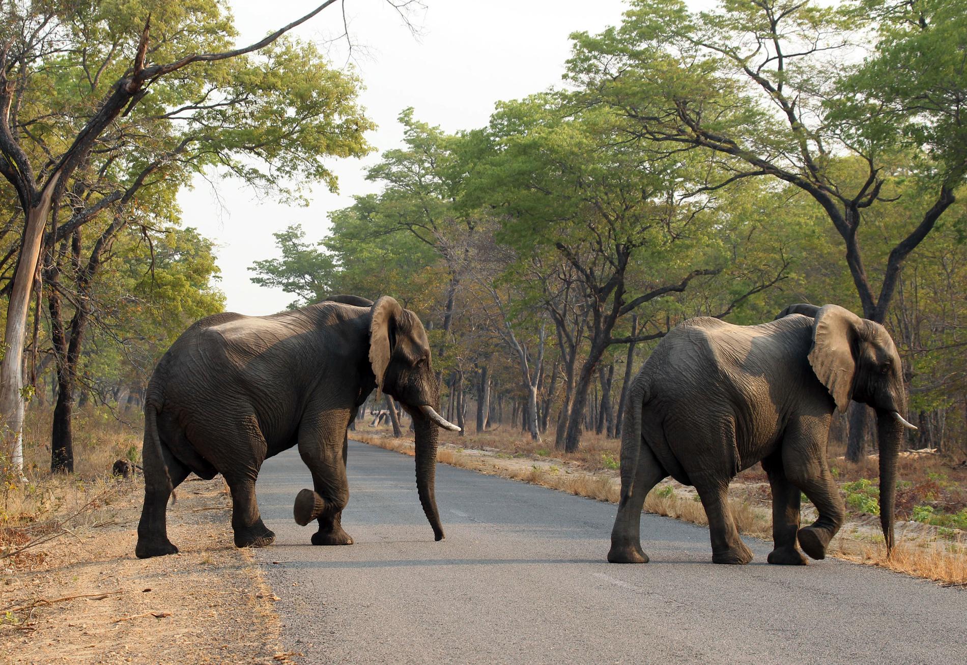 Elefanter korsar en väg i Hwange nationalpark i Zimbabwe. Arkivbild.