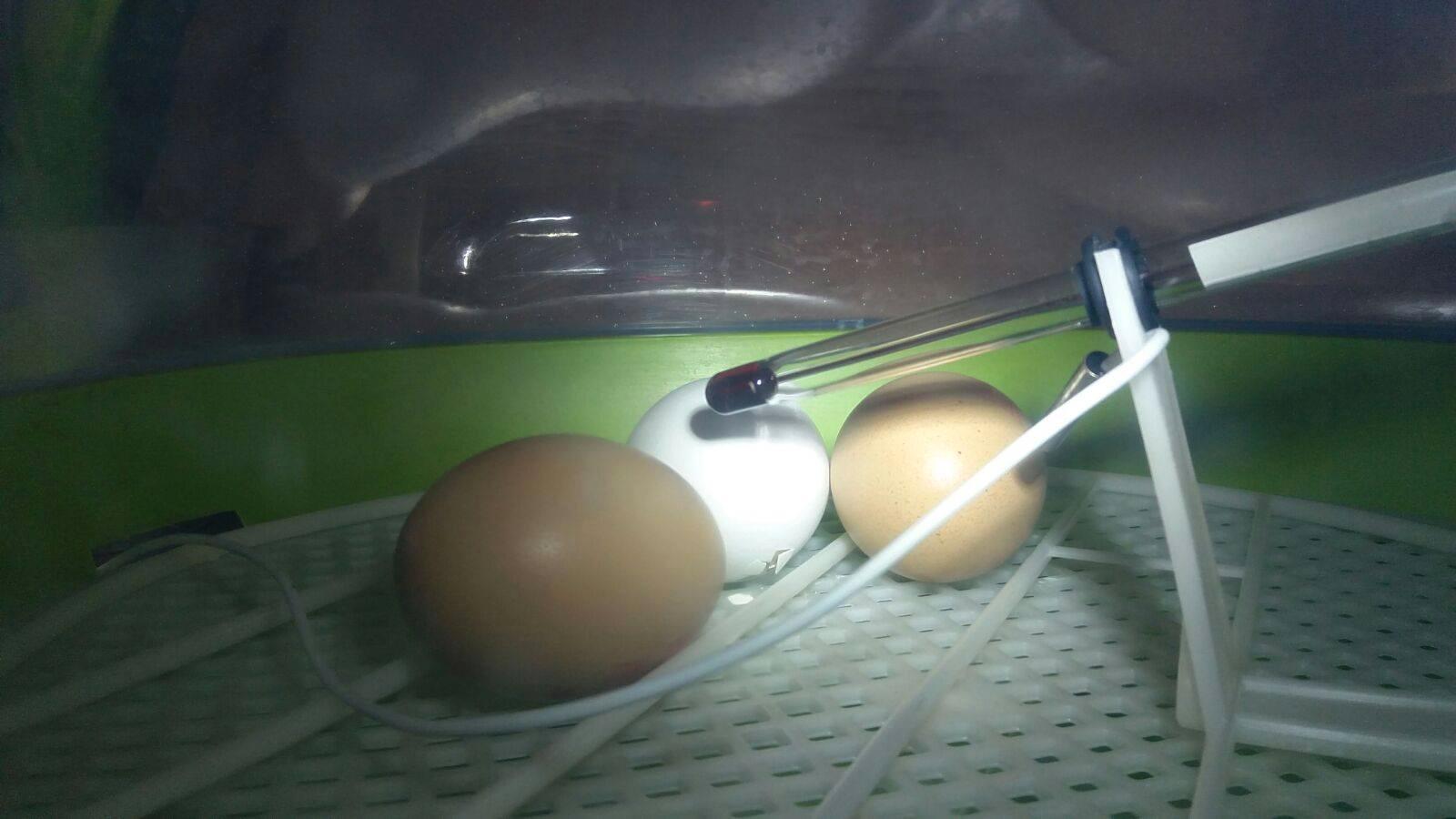 Tre av äggen visade livstecken till en början
