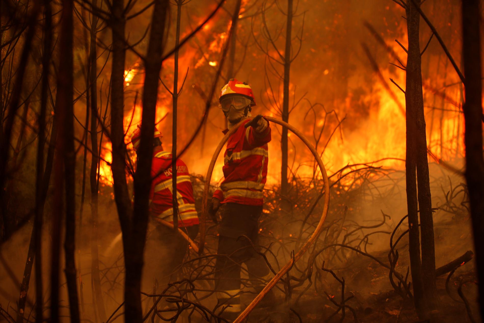 Brandmän kämpar mot lågorna i Macieira, Portugal.