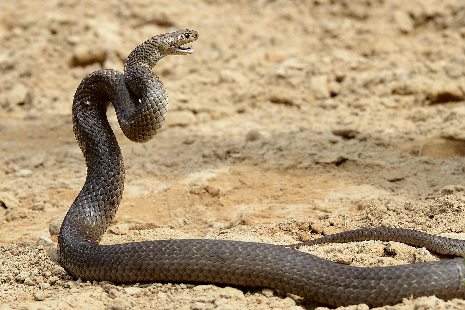 Brunorm är en av världens giftigaste ormar. Arkivbild.