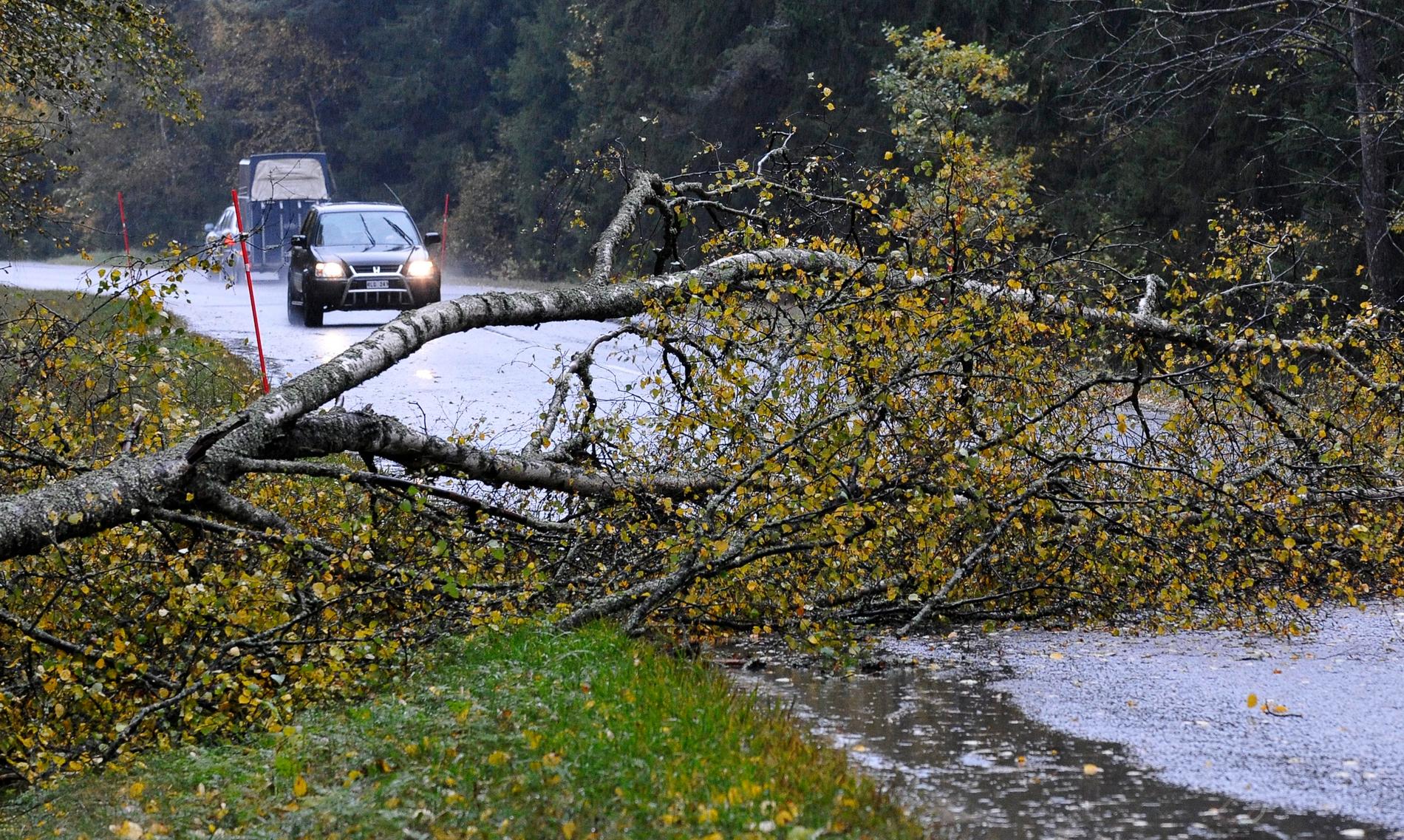 Träd kan knäckas och höga fordon kan få problem, enligt SMHI.