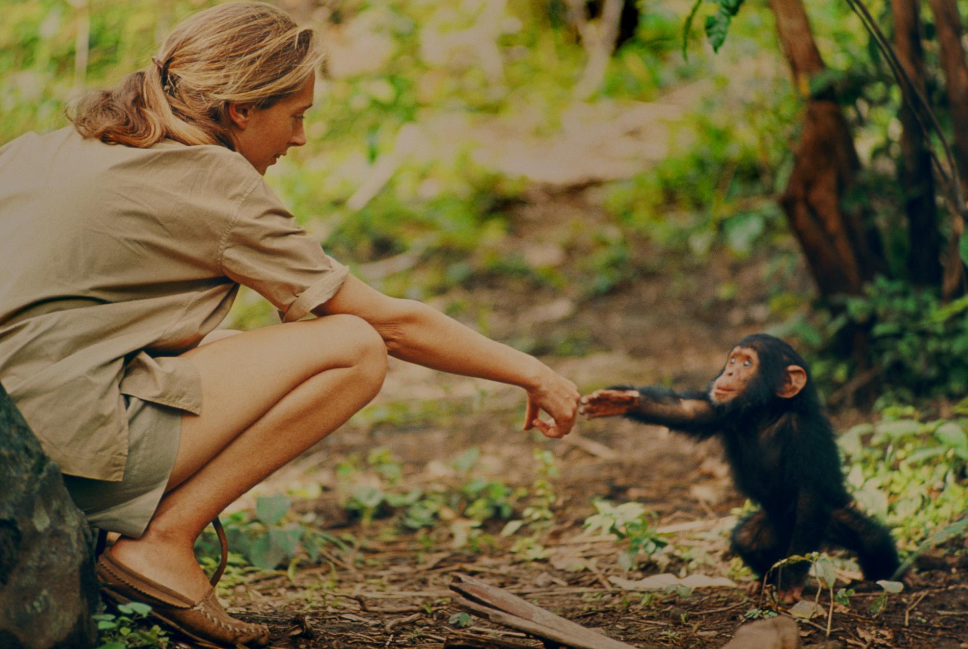 Jane Goodall har vigt sitt liv åt att studera schimpanser, och hennes forskning revolutionerade vår förståelse av naturen och vårt ursprung.