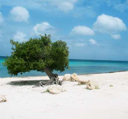 Divi divi-träden – karaktäristiska för Aruba – lutar alltid åt sydväst.