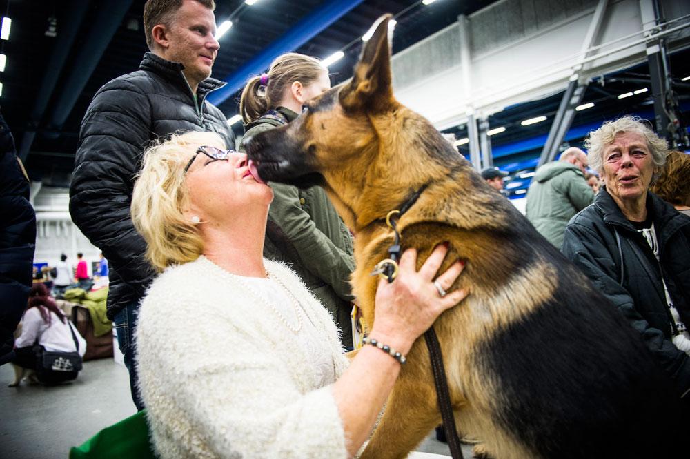 Nestlés studie talar sitt tydliga språk. Hundar blir gladare i människors sällskap. Enligt norska etologen Gry Loberg trivs det till och med bättre med människor än med andra hundar.