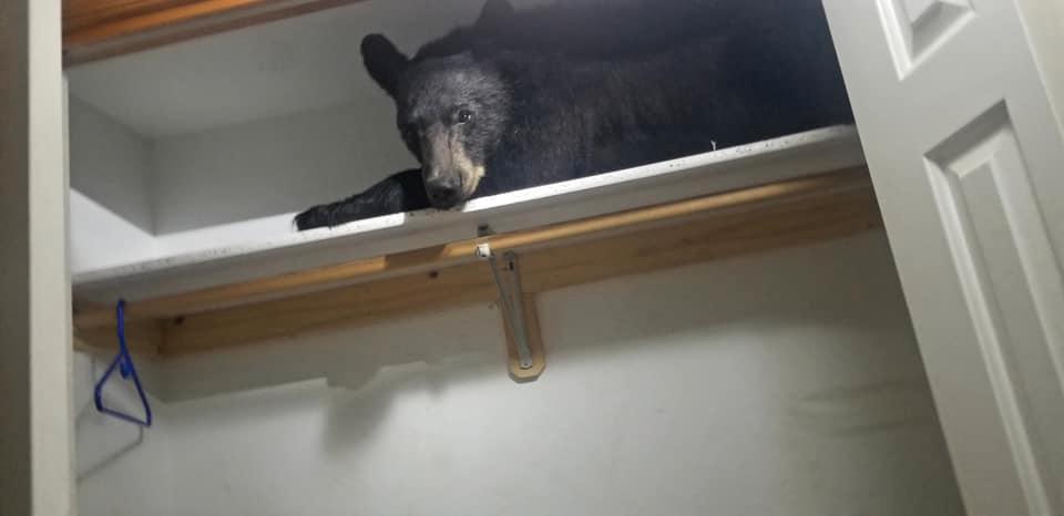 Björnen blev trött och somnade på en hylla i en garderob.