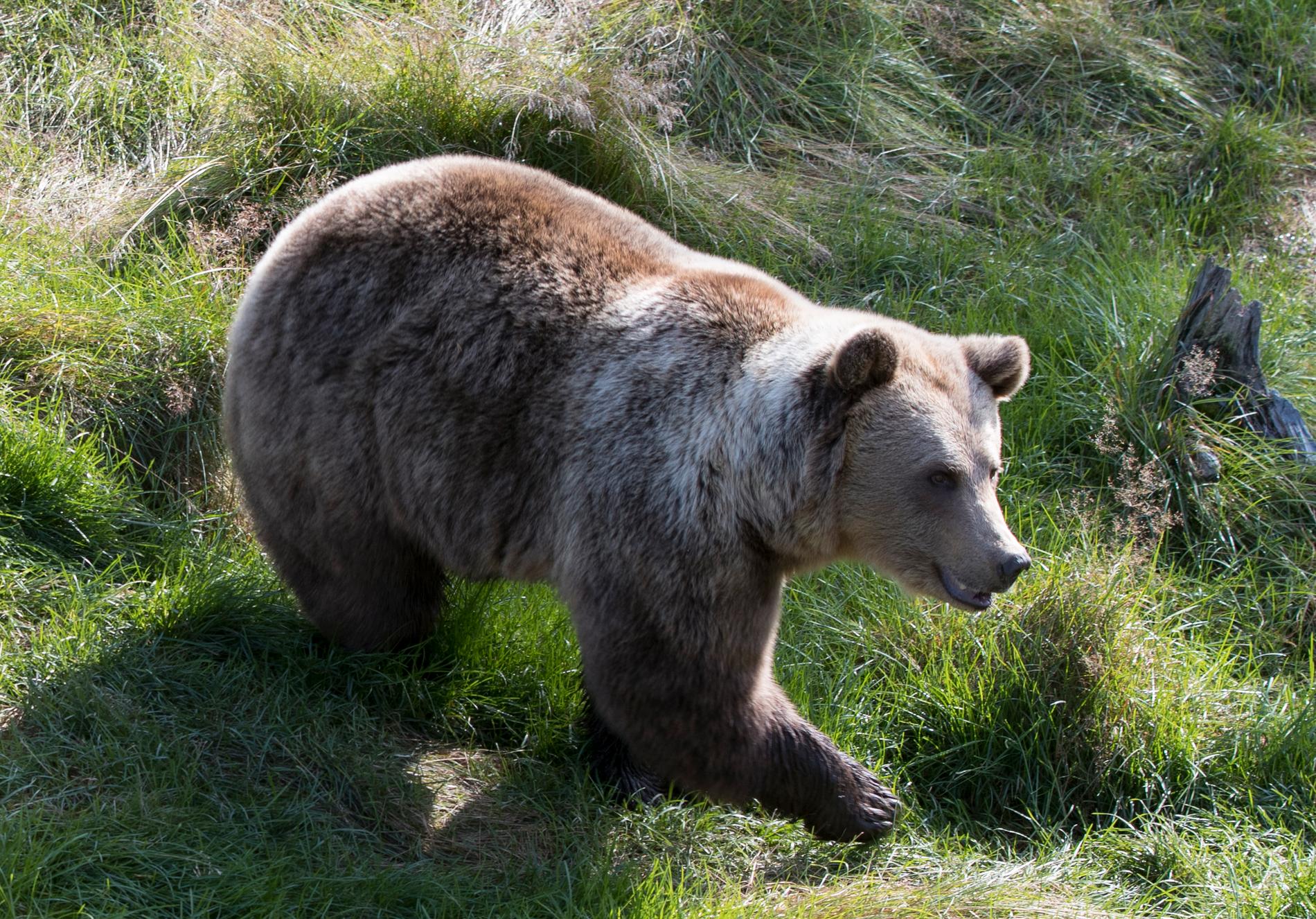 Fyra renskötare har åtalats för grovt jaktbrott efter två tillståndsgivna skyddsjakter på björn. Arkivbild.