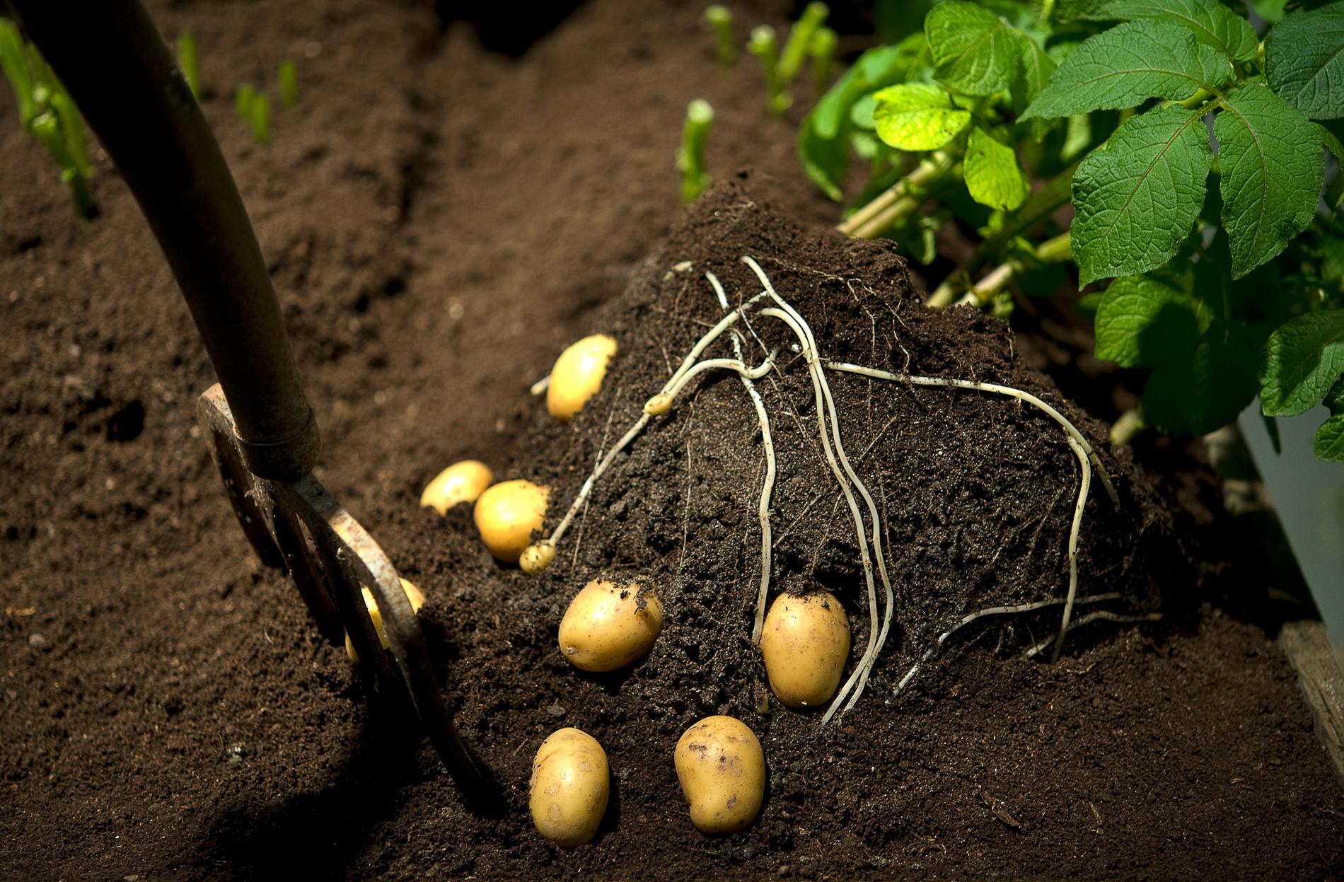 Potatis, en optimal gröda för parasiten. Arkivbild.