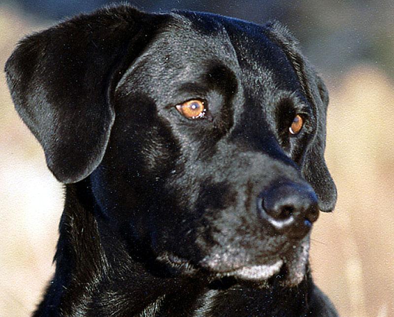 Labrador – Sveriges populäraste hundras.