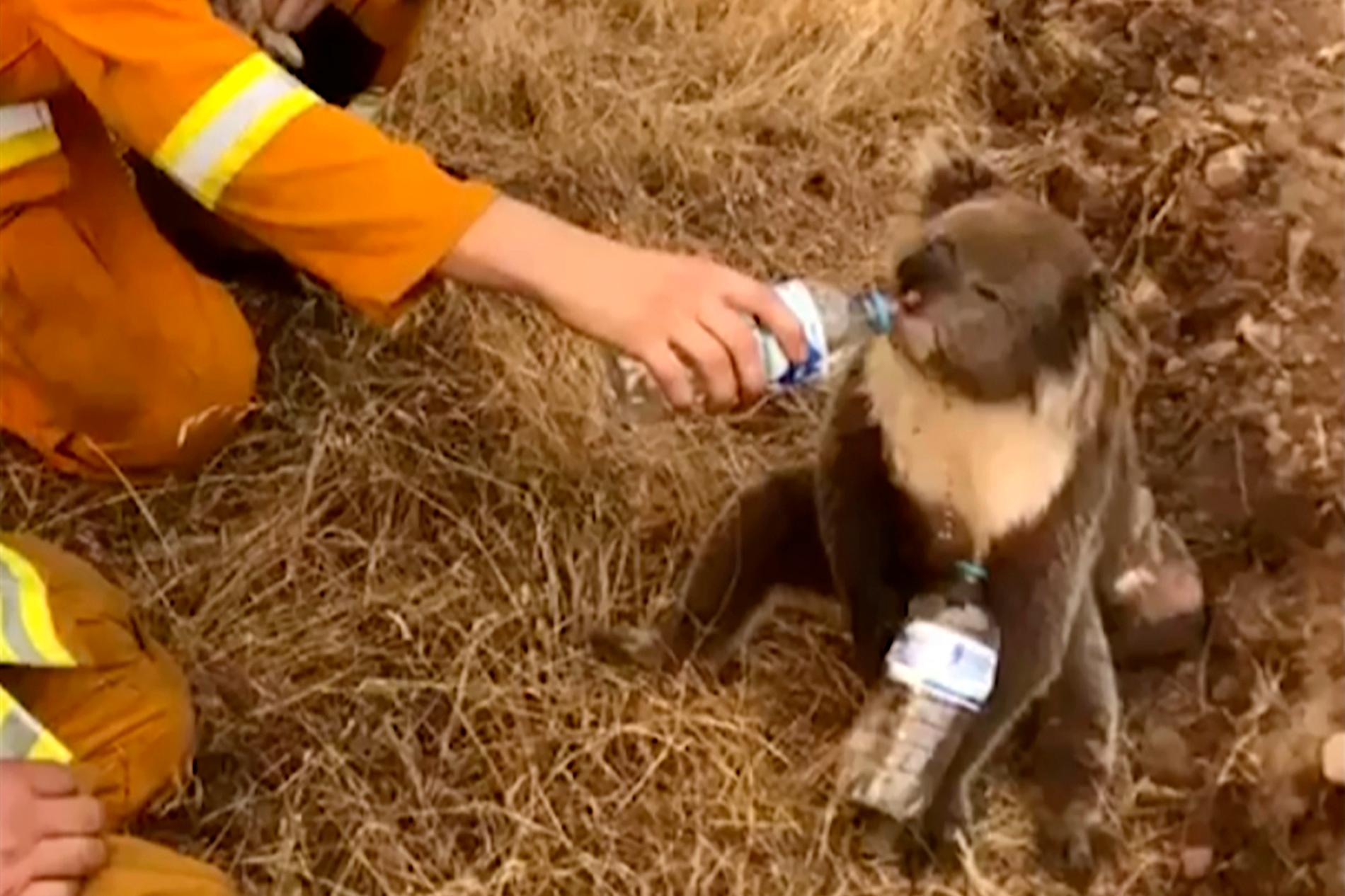 En brandbekämpare bjuder en koala på vatten i december förra året. Arkivbild.