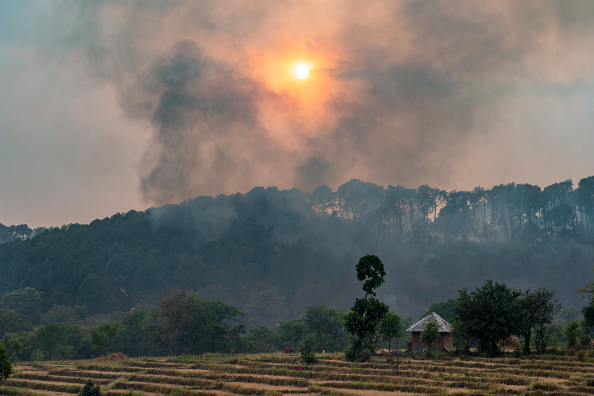 Rök stiger upp från en brinnande skog nära Dharmsala i delstaten Himachal Pradesh.