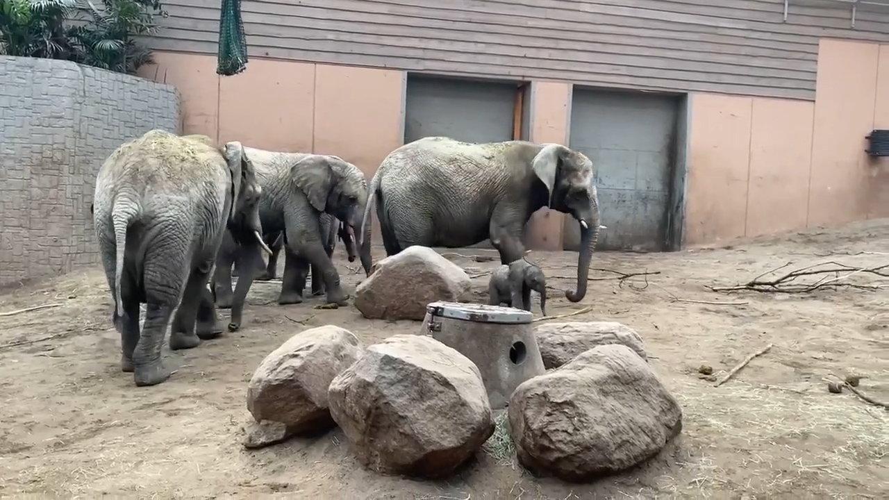 Den lilla elefantungen tillsammans med flocken på Borås djurpark.