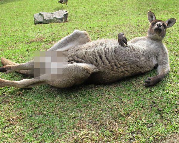 Big Boz, numera världskänd känguru – här i Tourism Australias censurerade version.