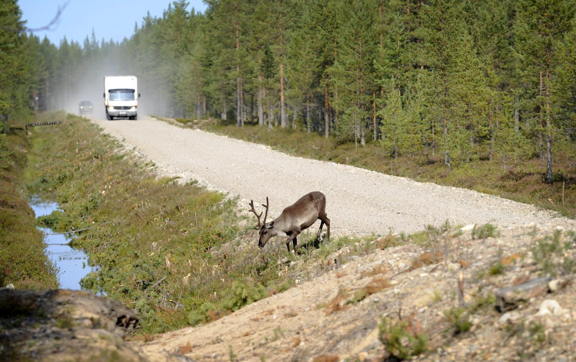 En ren som gav sig upp på en väg i finska Lappland orsakade en trafikolycka under en militärövning och tolv militärer skickades till sjukhus. Arkivbild.